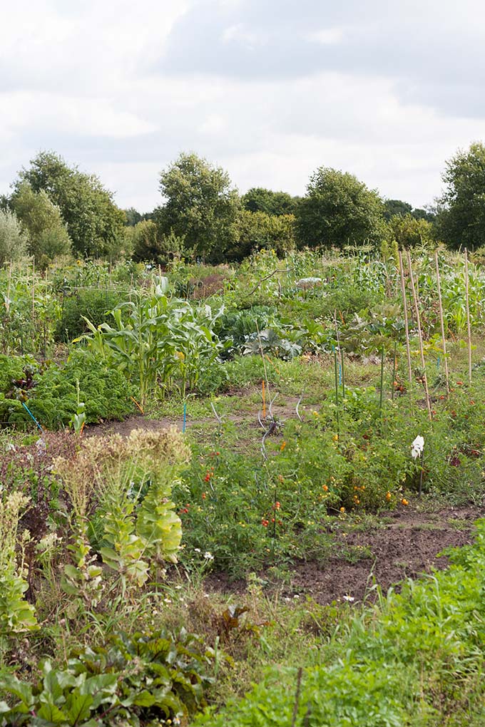 Werbung. Gerösteter Kürbis mit Parmesan-Knusperkruste. Für dieses schnelle und feierabendtaugliche Rezept braucht ihr nur eine Handvoll Zutaten. Herzhaft, würzig und verdammt gut - kochkarussell.com