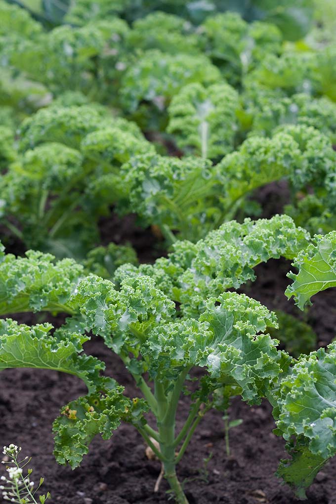 Werbung. Gerösteter Kürbis mit Parmesan-Knusperkruste. Für dieses schnelle und feierabendtaugliche Rezept braucht ihr nur eine Handvoll Zutaten. Herzhaft, würzig und verdammt gut - kochkarussell.com